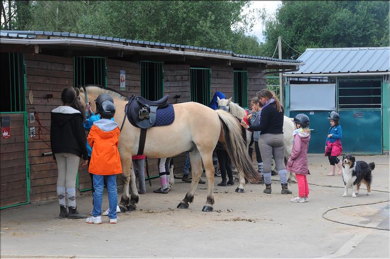 attelage touristique (1)