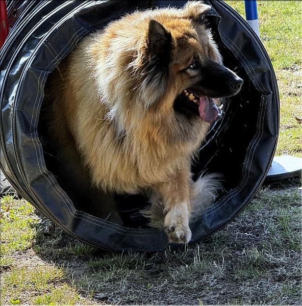 agility (9)