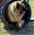 agility (9)